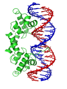 Proteins