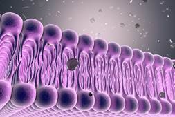 Lipidomics