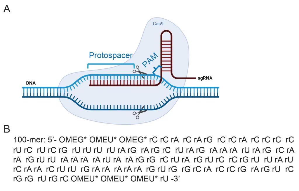 Synthetic Oligonucleotide Analysis
