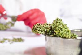Mycotoxin Testing for Cannabis and Hemp