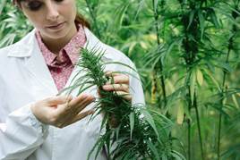 Pesticide Testing for Cannabis and Hemp
