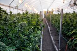 Terpenes Testing