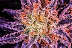 Cannabis and Hemp Testing